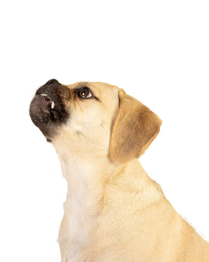 puggle – rasa psa, czy tylko hybryda?