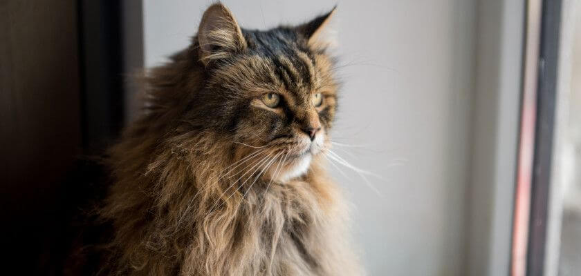 rasy kotów długowłosych – kot syberyjski, maine coon, a może kot perski? poznaj te urocze stworzenia!