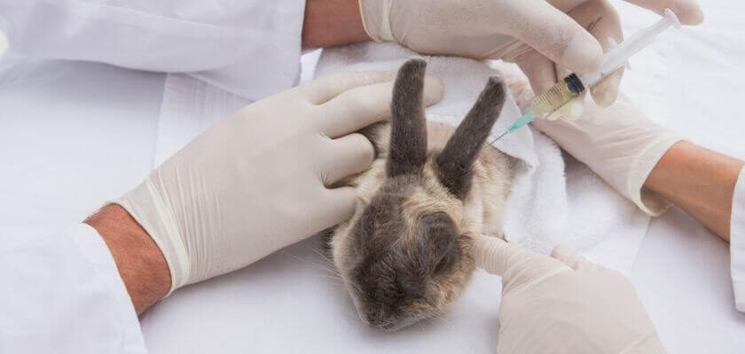 szczepienie królika