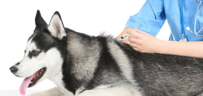 szczepienie przeciw kleszczom dla psa