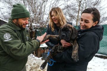 weterynarze dla ukraińskich zwierząt pies i ludzie
