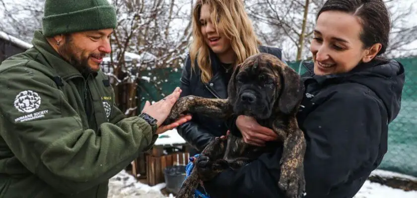weterynarze dla ukraińskich zwierząt pies i ludzie
