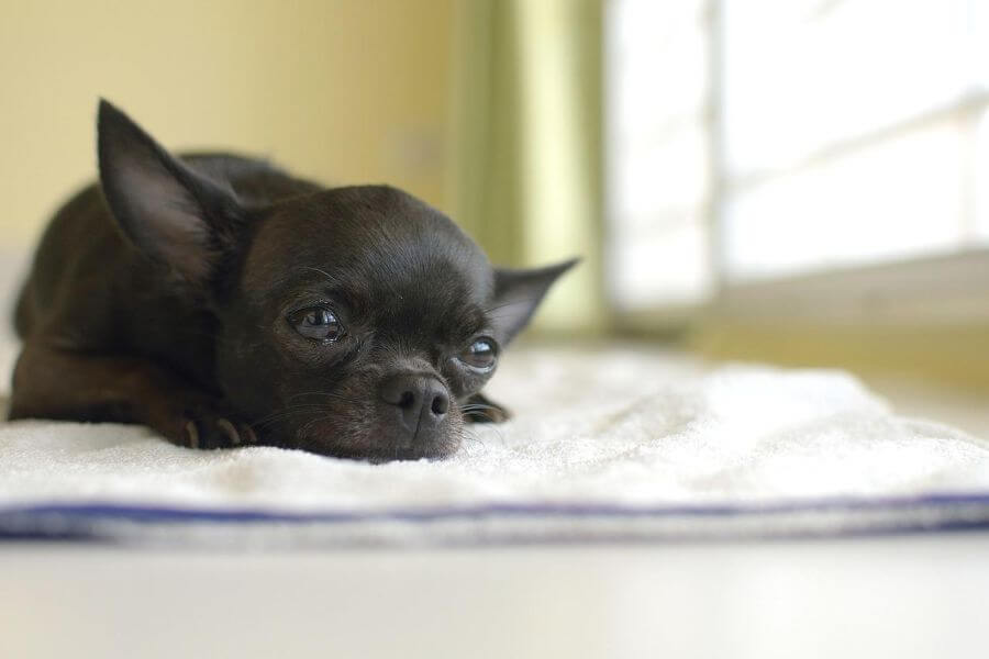 Chihuahua czarna leży na dywanie