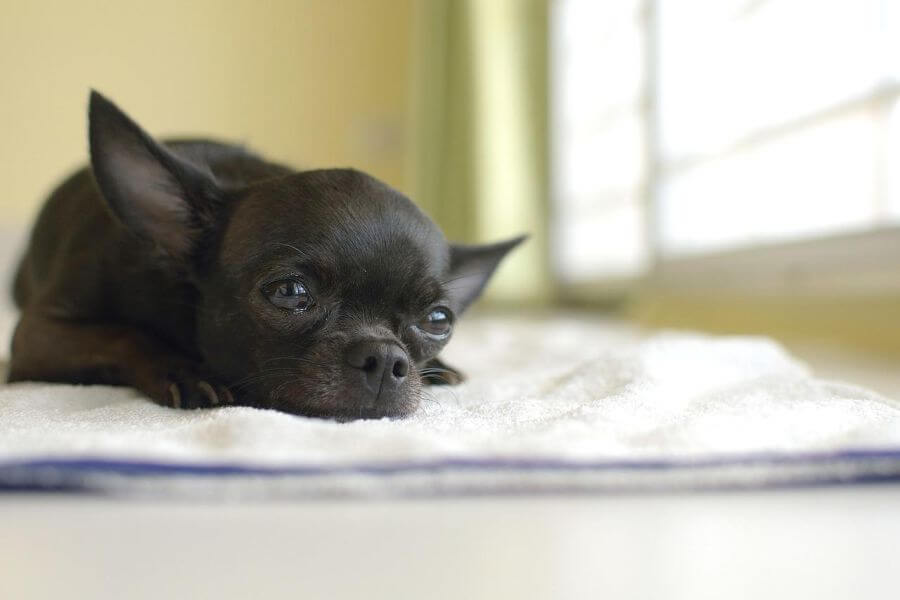 chihuahua czarna – opis rasy, żywienie i pielęgnacja pupila! poznaj tego uroczego czworonoga! 2 chihuahua czarna – wygląd