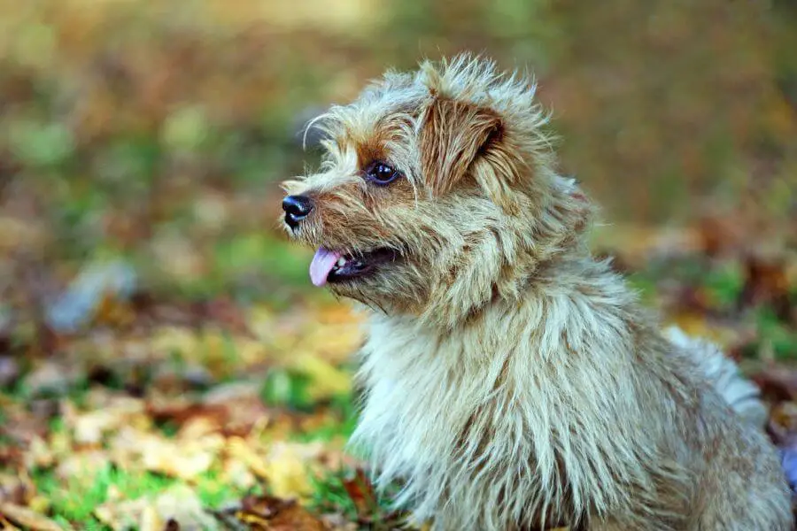 norfolk terrier – stosunek do ludzi i zwierząt