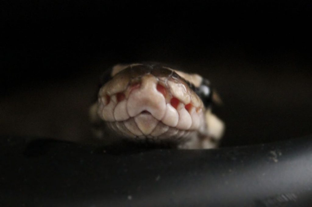 pyton tygrysi, czyli python molurus – poznaj masywnego dusiciela 4 pyton tygrysiwarunki i terrarium