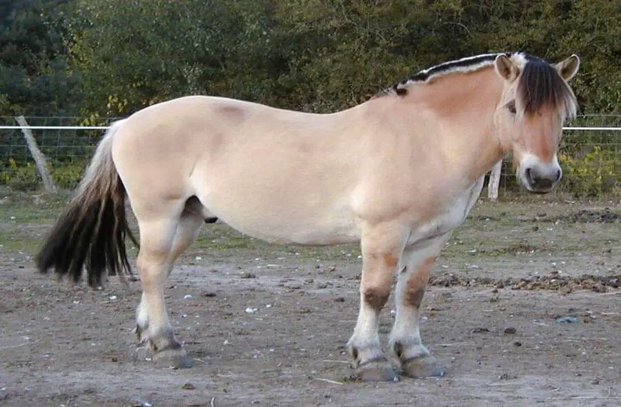 bułany koń