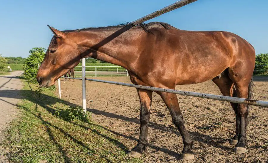 kasztanowaty koń – poznaj podstawową maść. jak wygląda koń kasztanowaty?