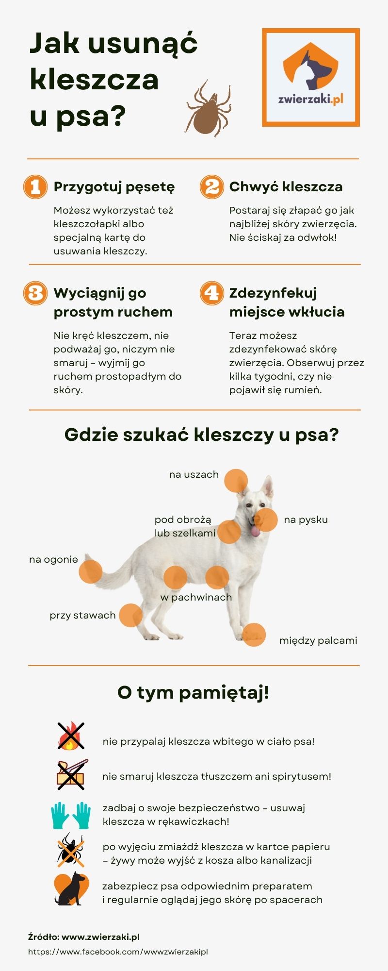 Kleszcz u psa – jak go usunąć? Czym grozi?