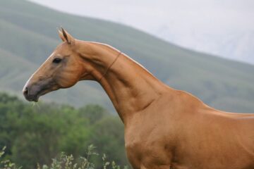 koń turkmeński