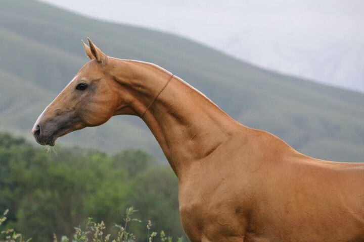 koń turkmeński