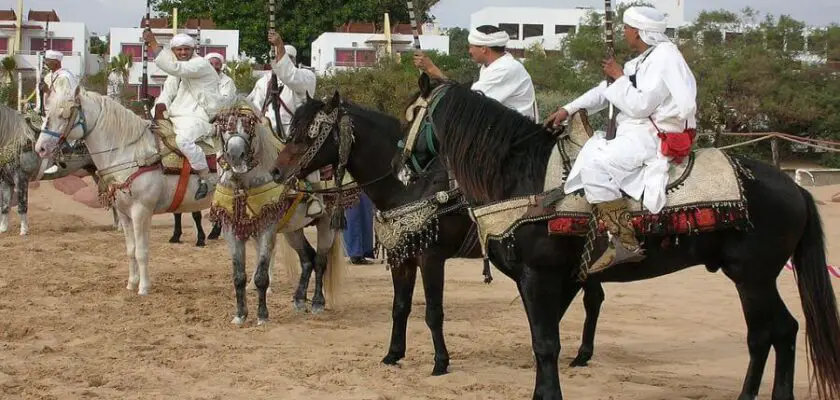 konie berberyjskie