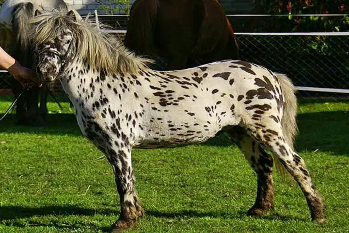 konie tarantowate