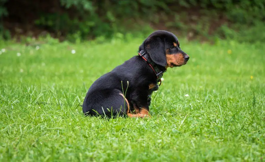 małe psy do adopcji – jakie są wady i zalety adopcji małego psa? sprawdź!