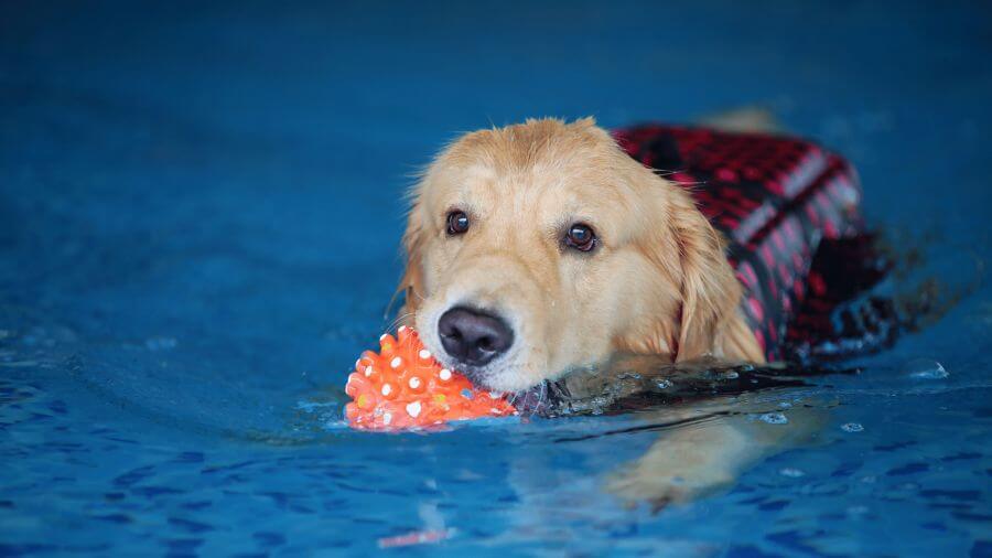 Czy wszystkie psy potrafią pływać pethomer