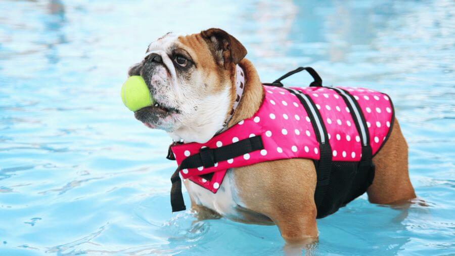 czy wszystkie psy potrafią pływać pethomer