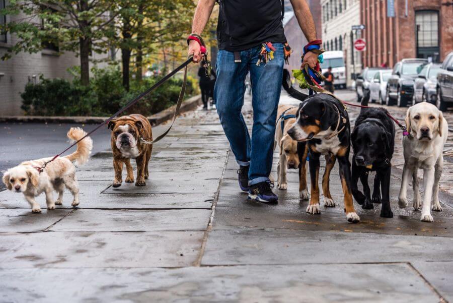Petsitter – co to jest? Ile zarabia i ile kosztuje petsitter