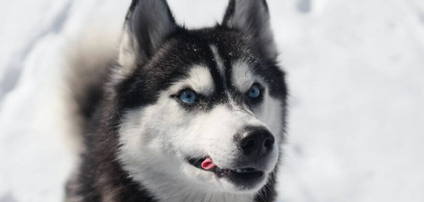 pies z niebieskimi oczami