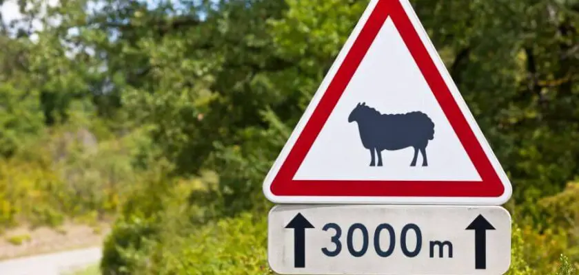 triangular traffic sign warning sheep road rural road background