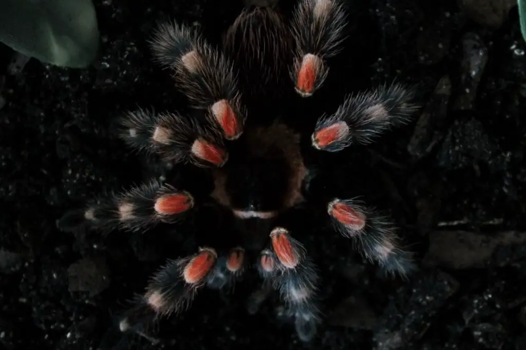 brachypelma – jak wygląda ten pająk