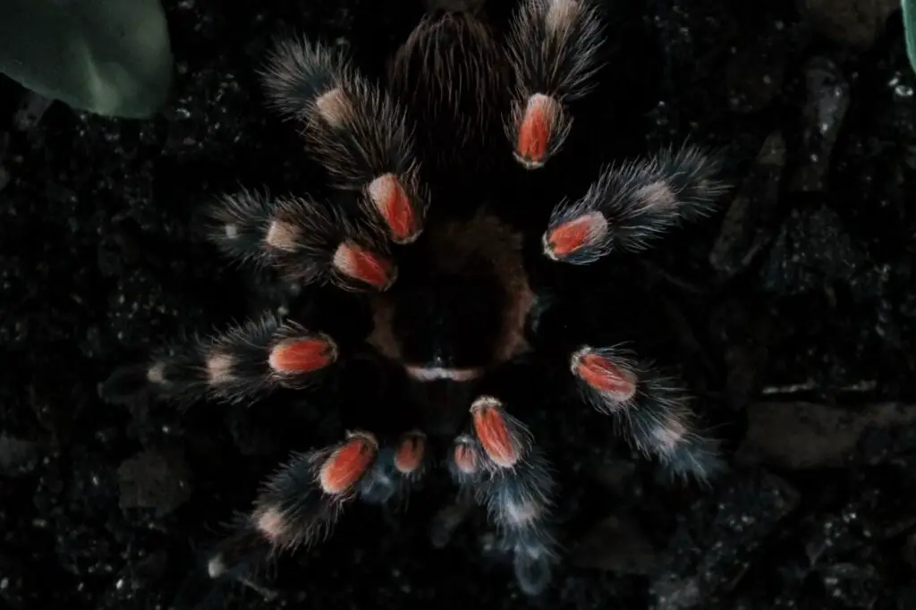 brachypelma (brachypelma hamorii) czyli ptasznik czerwonokolanowy 2 brachypelma – jak wygląda ten pająk