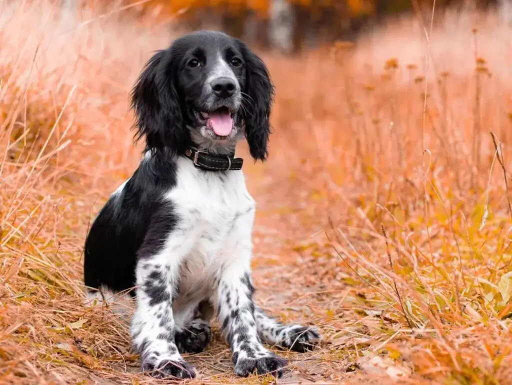 field spaniel 2 field spaniel opis rasy