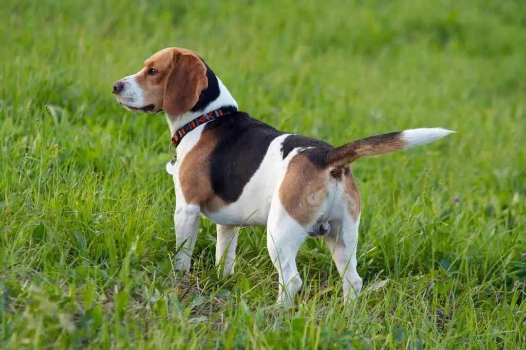 foxhound angielski 2 foxhound angielski i jego wygląd