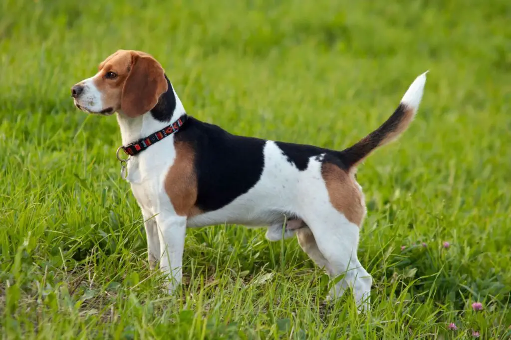 foxhound angielski 4 foxhound angielski – zdrowie