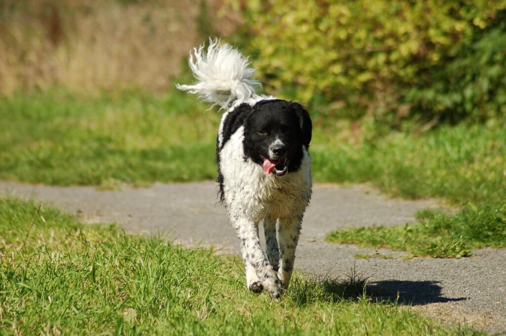Fryzyjski pies dowodny biegnie po trawniku