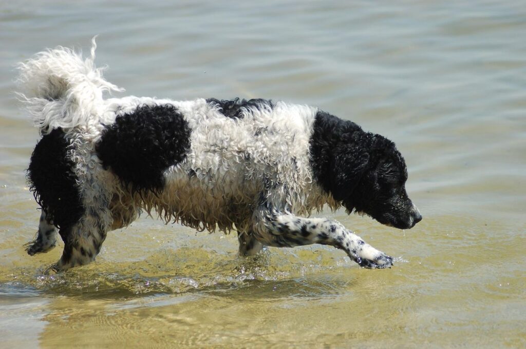Fryzyjski pies dowodny w wodzie