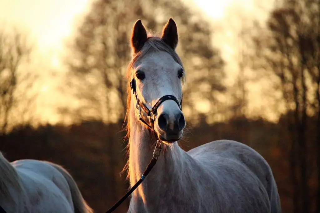 Koń arabski – hodowla w Polsce i na świecie