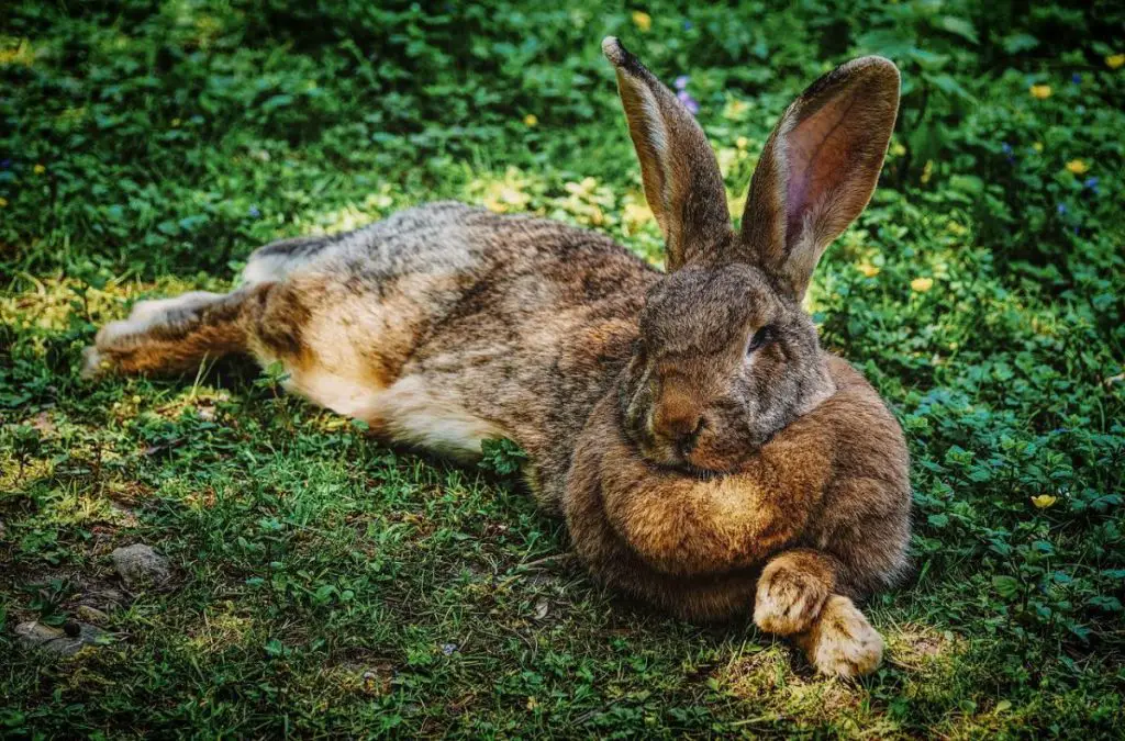 królik domowy – charakterystyka gatunku
