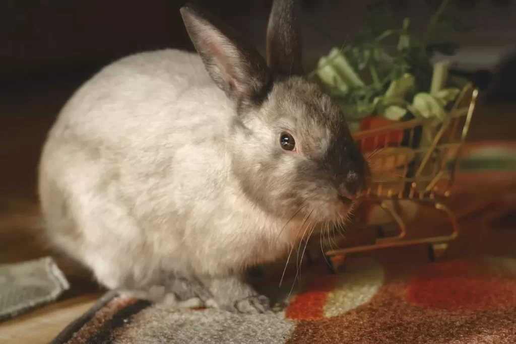 ile żyje królik domowy? czym się żywi? sprawdź, co powinieneś wiedzieć o jego pielęgnacji! 6 królik domowy pielęgnacja