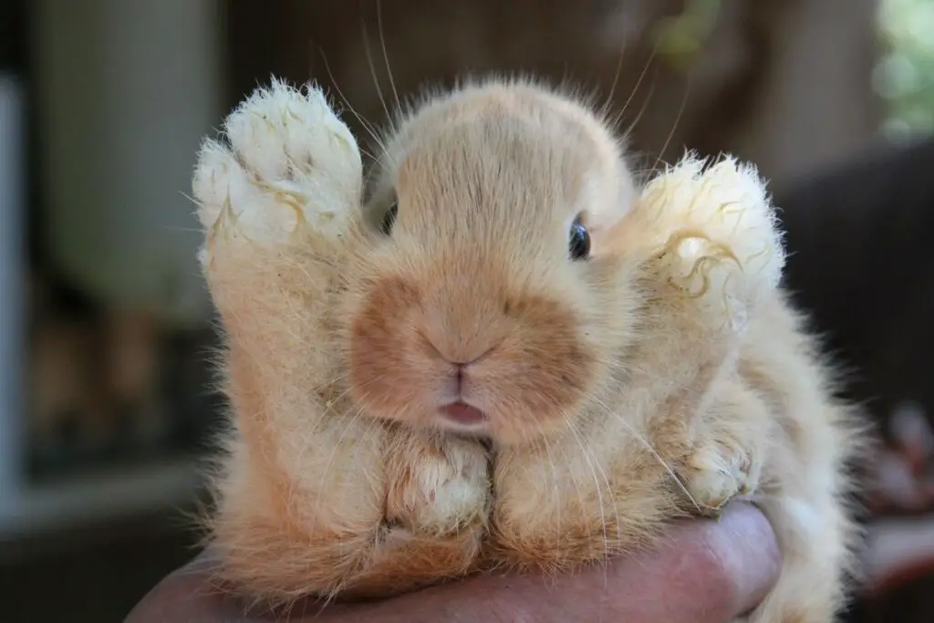 królik teddy – skąd pochodzi i dlaczego jest taki mały