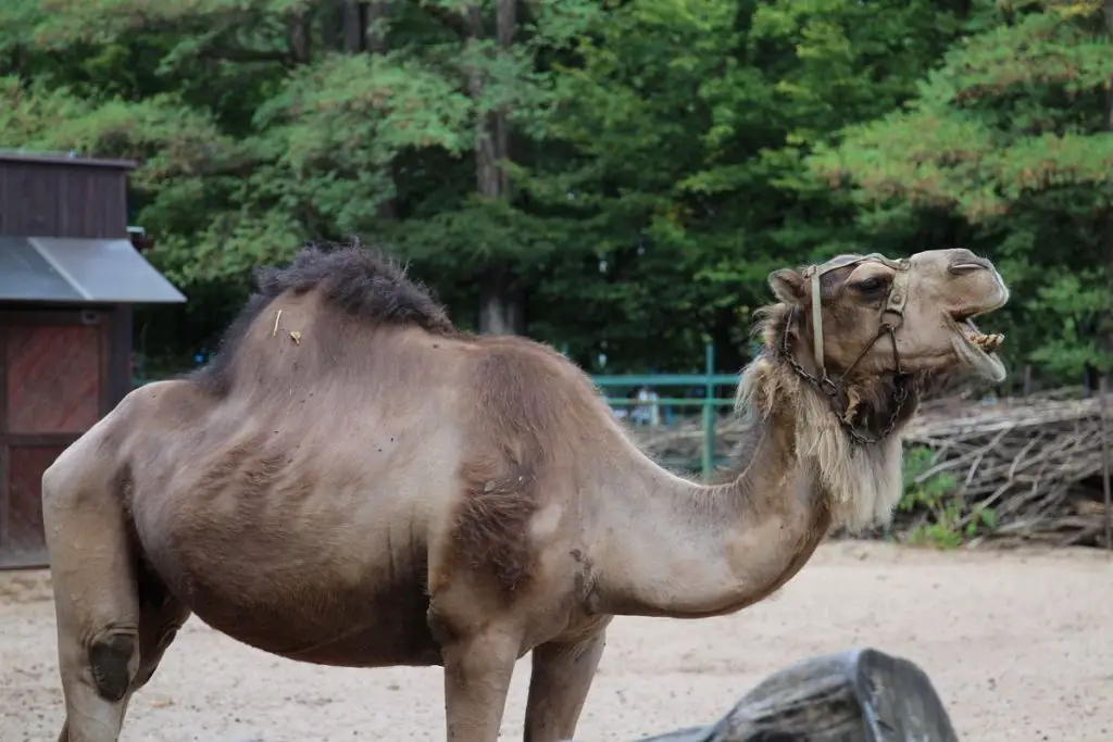 zoo wrocław – najstarszy ogród zoologiczny w polsce 3 zoo wrocław afrykanarium
