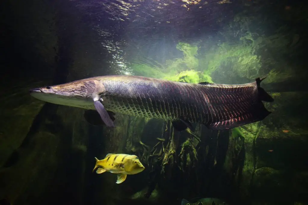zoo wrocław – najstarszy ogród zoologiczny w polsce 17 zoo wrocław czy warto