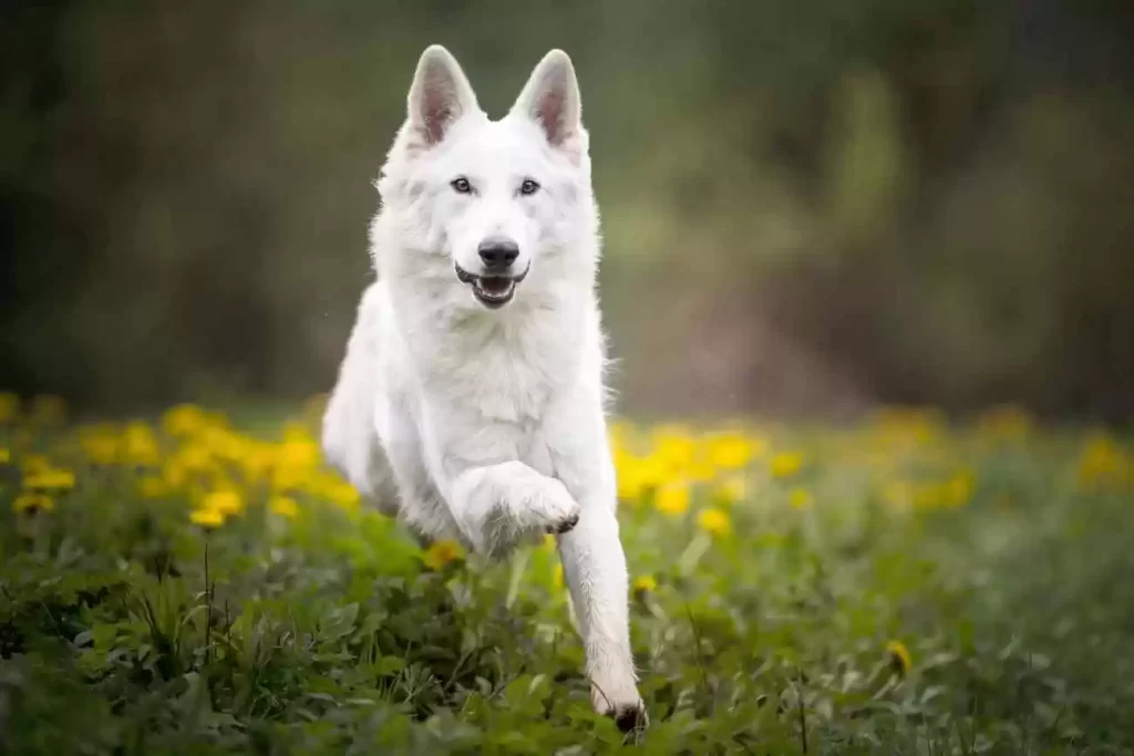 Pies pasterski – biały owczarek szwajcarski
