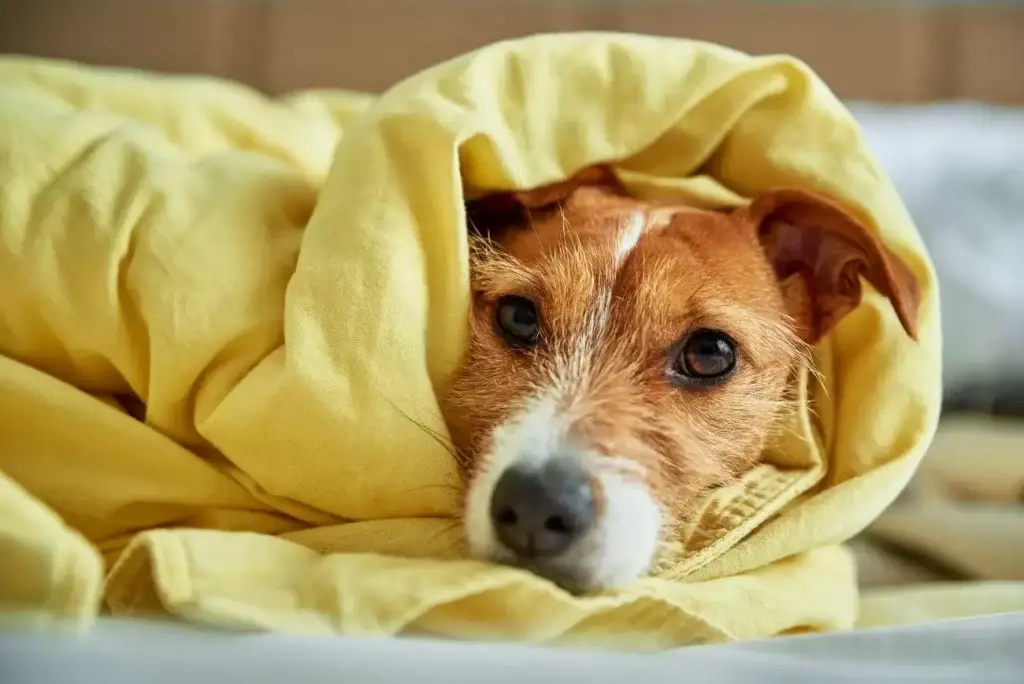 biegunka u psa - domowe sposoby