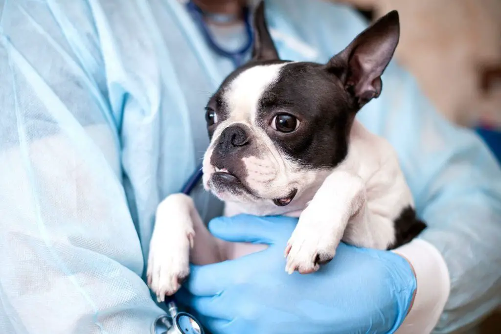 biegunka u psa - leczenie