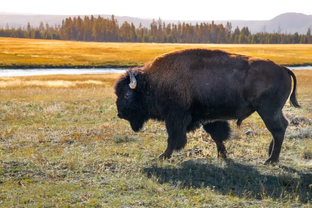 bizon - historia