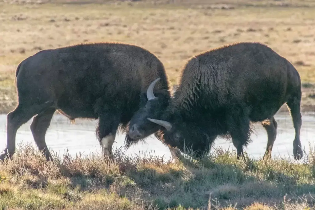 bizon - tryb życia