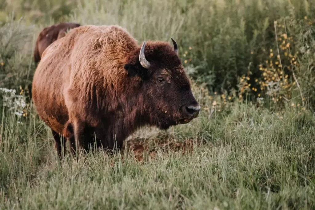 bizon - w Polsce