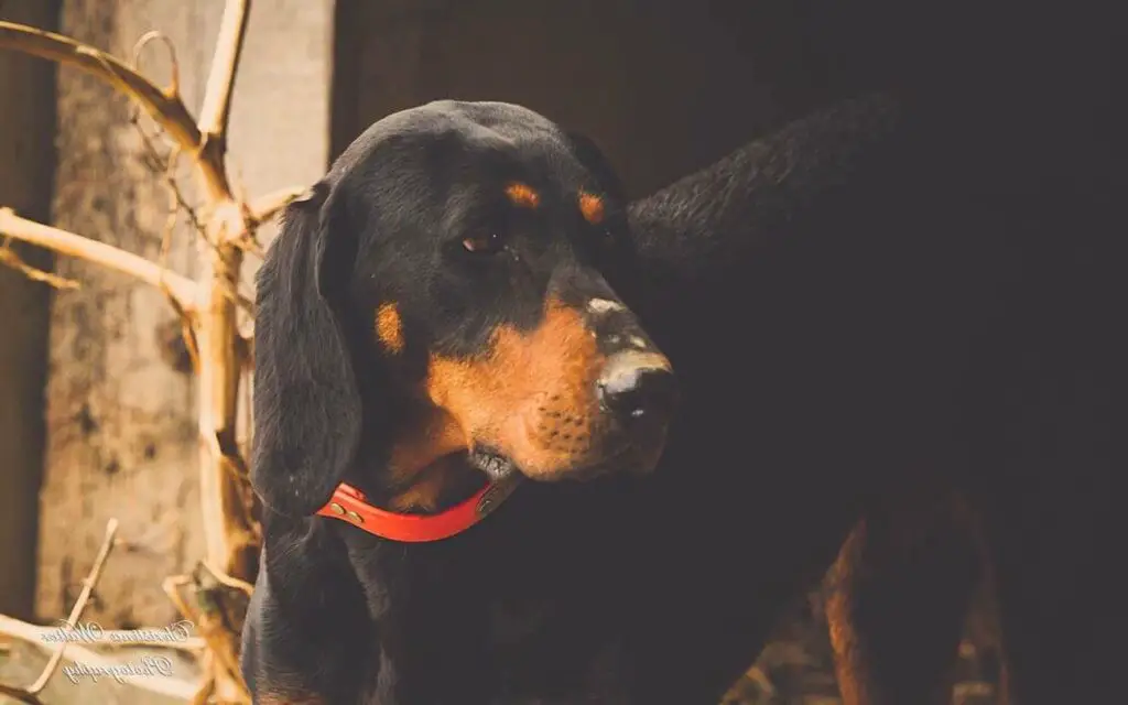 Black and tan coonhound patrzy w bok