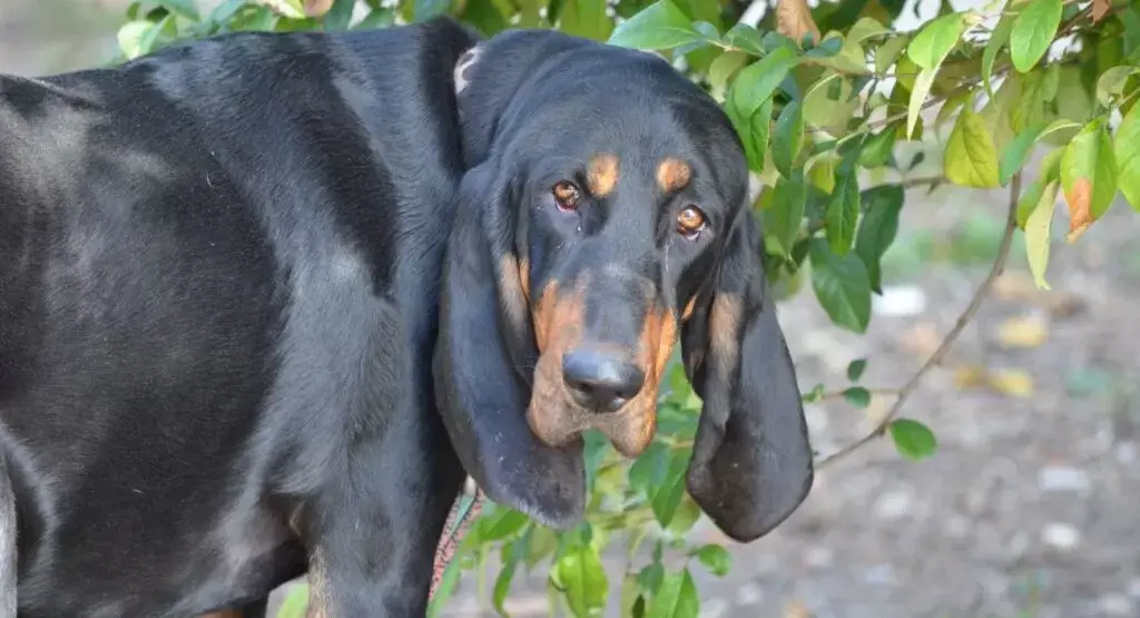 Black and tan coonhound w ogrodzie