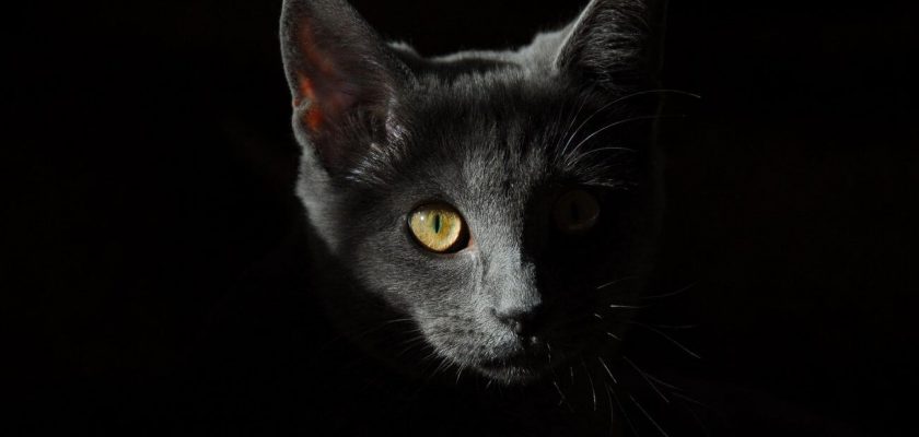 dlaczego oczy kota świecą w nocy