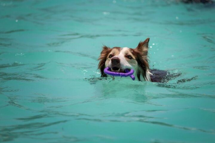 dog diving
