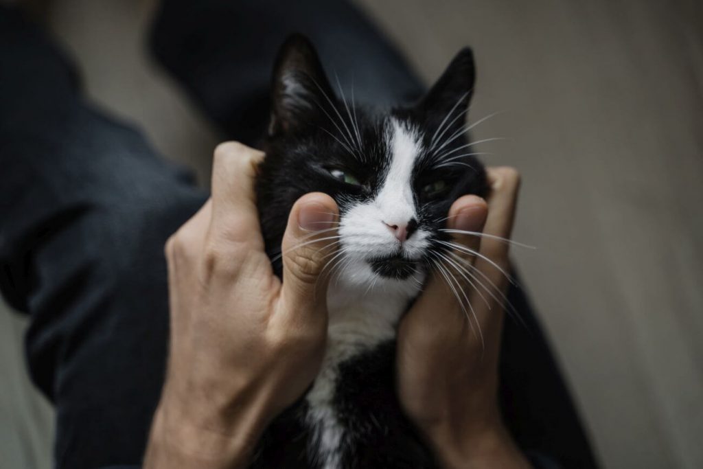 felinoterapia - jaki kot