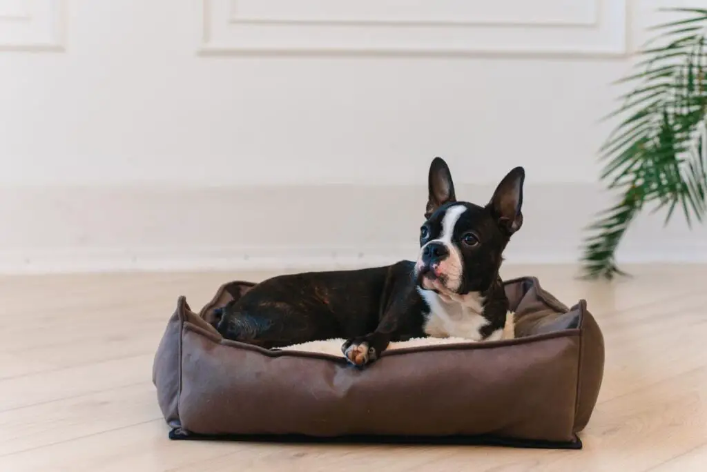 Dog francuski (Dog z Bordeaux) – duży pies o posępnym spojrzeniu