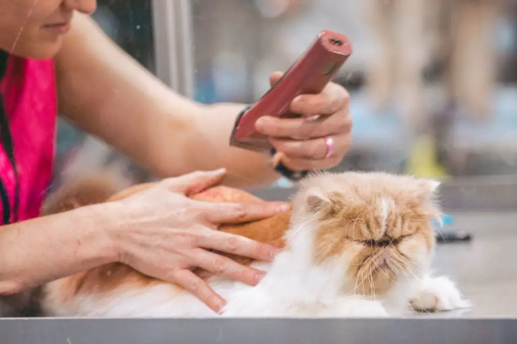 furminator trymowanie kota