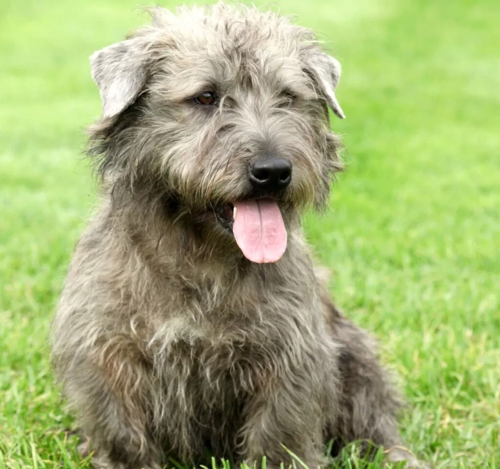 irlandzkie rasy psów Irish glen of imaal terrier
